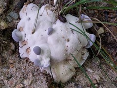 Phellodon niger alboniger