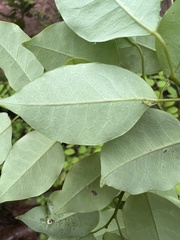 Maprounea