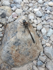 Austroaeschna hardyi