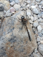 Austroaeschna hardyi