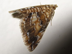 Elophila turbata