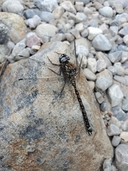 Austroaeschna hardyi