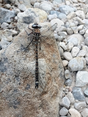 Austroaeschna hardyi