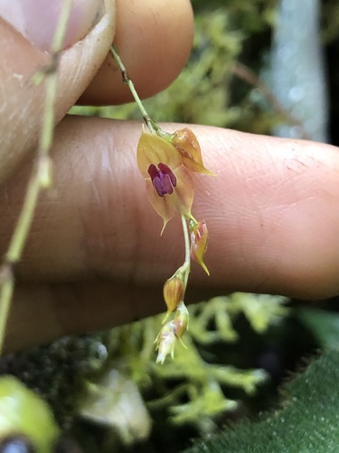 Jardinensis Orchid