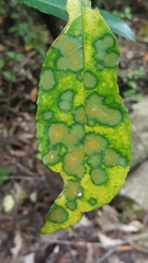 Cephaleuros lagerheimii