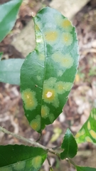 Cephaleuros lagerheimii