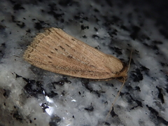 Archanara orientalis