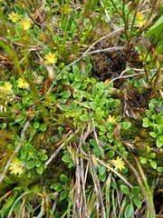 Actinotus suffocatus
