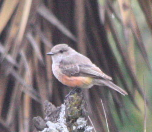 Pyrocephalus rubinus