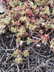 Pterostegia drymarioides