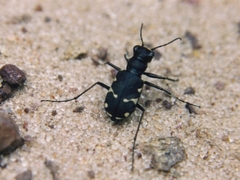 Cicindela patruela