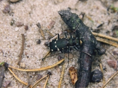 Cicindela patruela