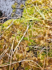 Sphagnum cristatum