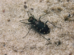 Cicindela patruela