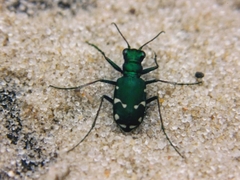 Cicindela patruela