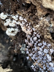 Myxomycetes