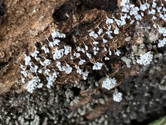 Myxomycetes