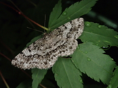 Hypomecis akiba