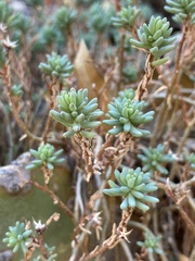 Sedum havardii