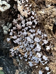 Myxomycetes
