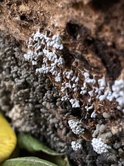 Myxomycetes