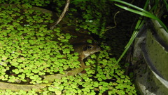 Rana longicrus
