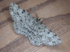 Hypomecis akiba
