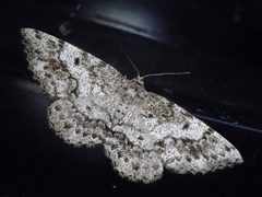 Hypomecis akiba
