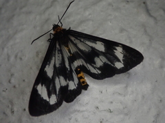 Cystidia truncangulata