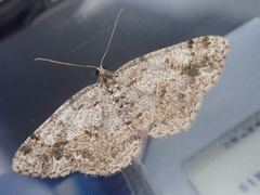Heterarmia costipunctaria