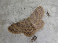 Idaea auricruda