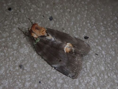 Stenoloba oculata