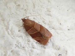 Pandemis cinnamomeana