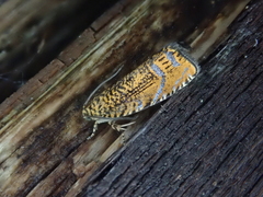 Olethreutes subretracta