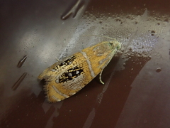 Olethreutes subtilana