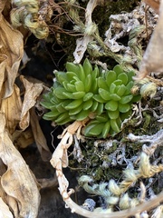 Sedum wrightii
