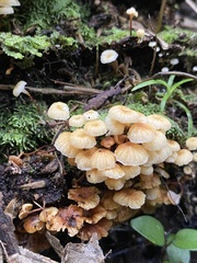 Xeromphalina leonina