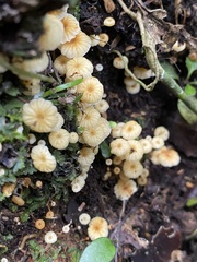 Xeromphalina leonina