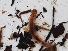 Polyplectropus