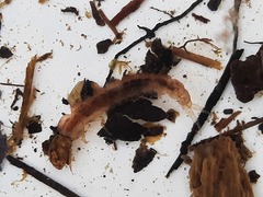 Polyplectropus