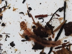 Polyplectropus