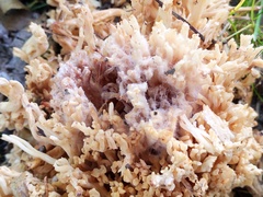 Mycogone calospora