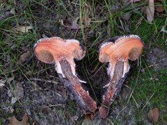 Strobilomyces confusus