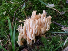 Ramaria subbotrytis