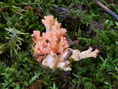 Ramaria subbotrytis