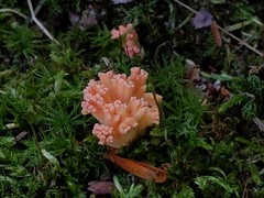 Ramaria subbotrytis