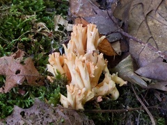 Ramaria subbotrytis