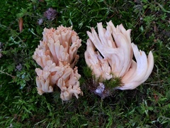 Ramaria subbotrytis