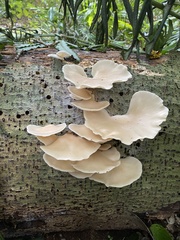 Pleurotus