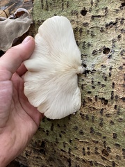 Pleurotus